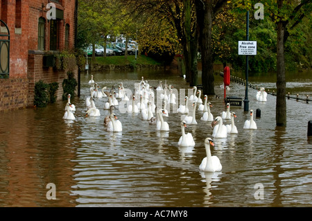 Schwäne schwimmen über überflutet Leinpfad in Worcester Stockfoto