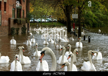 Schwäne schwimmen über überflutet Leinpfad in Worcester Stockfoto