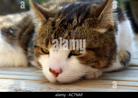 Nahaufnahme einer Tabby Katze Stockfoto