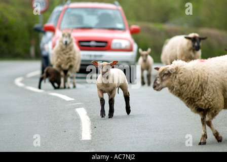 Schafe und Lämmer, die Sperrung der Straße Castlemorton Common in der Nähe von Malvern, Worcestershire, England Stockfoto