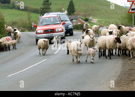 Schafe und Lämmer, die Sperrung der Straße Castlemorton Common in der Nähe von Malvern, Worcestershire, England Stockfoto