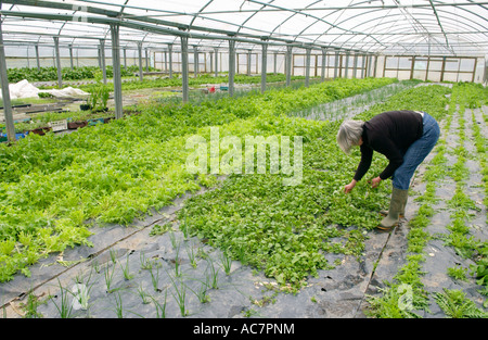 Anne Evans von Blaen Kamel Bio Bauernhof Lampeter Ceredigion Kommissionierung Brunnenkresse im Poly-tunnel Stockfoto