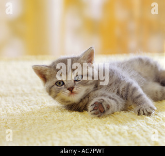 Hauskatze. Ein graues Tabby-Kätzchen, das auf einem Teppich liegt Stockfoto