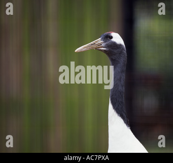 Japanische Kran, rot-gekrönter Kran, Tancho, Grus Japonensis Stockfoto