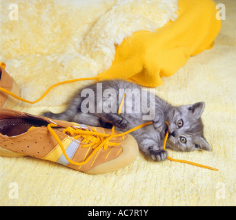 Hauskatze. Blaue Katze Kauen auf Schnürsenkel Stockfoto