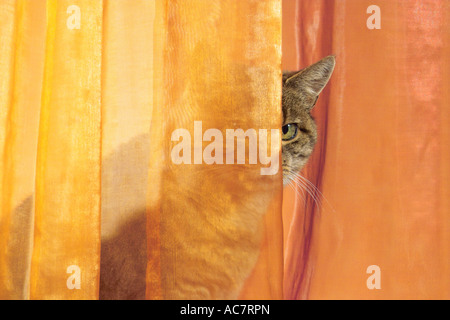 Hauskatze hinter Vorhang Stockfoto