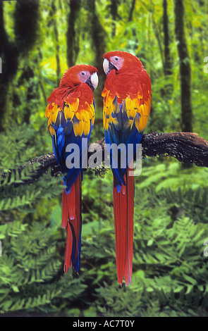 zwei rote Aras auf AST / Ara Macao Stockfoto