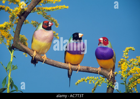 Gouldian Finch (Chloebia gouldiae), drei Vögel auf einem Zweig Stockfoto