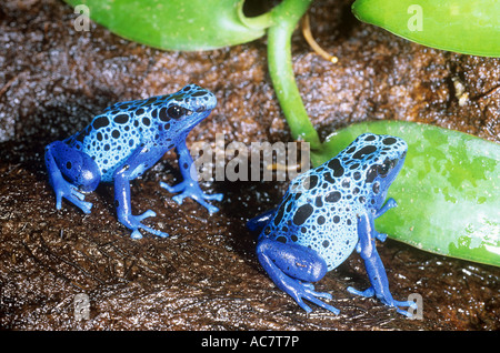 zwei blaue Poison-Pfeil Frösche / Dendrobates Azureus Stockfoto