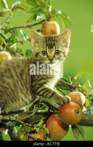 junge Britisch Kurzhaarkatze in Apfelbaum Stockfoto