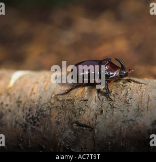 Europäische Nashornkäfer auf AST / Oryctes Nasicornis Stockfoto