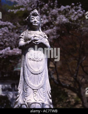 Kirschblüte und Statue in Kencho-Ji-Tempel in Kamakura Stockfoto