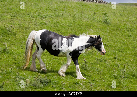 Schwarz / weiß gescheckten Pferd Trab North Yorkshire Moors UK Stockfoto