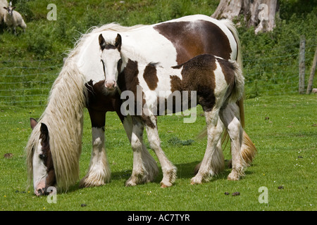 Braune und weiße Skewbal Pferd Beweidung mit jungen Fohlen North Yorkshire Moors UK Stockfoto