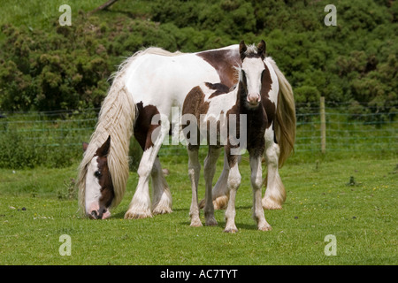 Braune und weiße gescheckten Pferd Beweidung mit jungen Fohlen North Yorkshire Moors UK Stockfoto