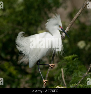 Snowy Egret Egretta thula Gatorland - Orlando - Florida - USA Stockfoto
