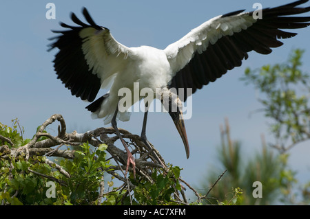 Holz-Storch Mycteria Americana Gatorland - Orlando - Florida-USA Stockfoto