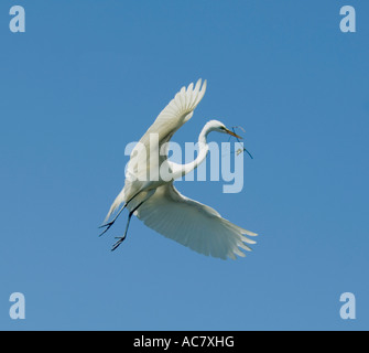 Großer Reiher Ardea Alba St. Augustine Alligator Farm - Florida - USA Stockfoto