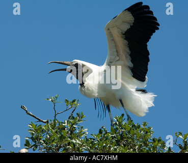 Holz-Storch Mycteria Americana St. Augustine Alligator Farm - Florida - USA Stockfoto