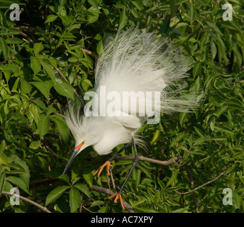 Snowy Reiher Egretta unaufger St. Augustine Alligator Farm - Florida - USA Stockfoto