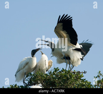 Holz-Storch Mycteria Americana St. Augustine Alligator Farm - Florida - USA Stockfoto