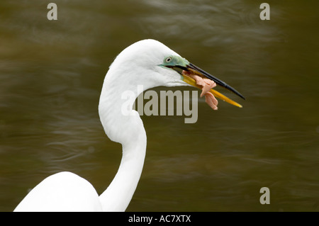 Silberreiher Fütterung Ardea Alba Gatorland - Orlando - Florida - USA Stockfoto
