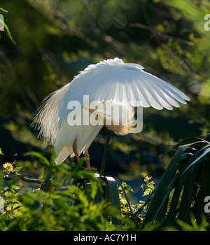 Kuhreiher putzen Bubulcus Ibis St. Augustine Alligator Farm - Florida - USA Stockfoto