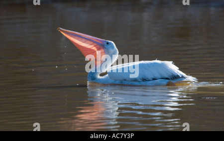 Weißer Pelikan oder Rosapelikan oder östlichen White Pelican Everglades Nationalpark - Florida - USA Stockfoto