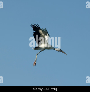 Holz-Storch Mycteria Americana St. Augustine Alligator Farm - Florida - USA fliegen Stockfoto