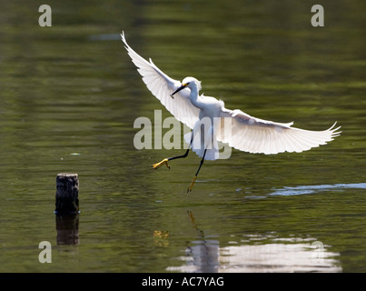 Snowy Reiher Egretta unaufger Gatorland - Orlando - Florida - USA landen Stockfoto