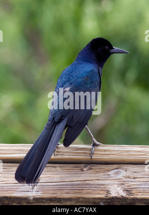 Boot-angebundene Grackle, Quiscalus major Gatorland - Orlando - Florida - USA Stockfoto