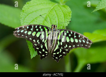 Tailed Jay oder grün gefleckten Dreieck Schmetterling (Graphium Agamemnon), Neu-Guinea, Australien Stockfoto