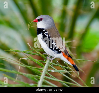 Diamant-Firetail mit Verschachtelung materielle Stagonopleura Guttata Found in Ost-Australien - in Gefangenschaft Stockfoto