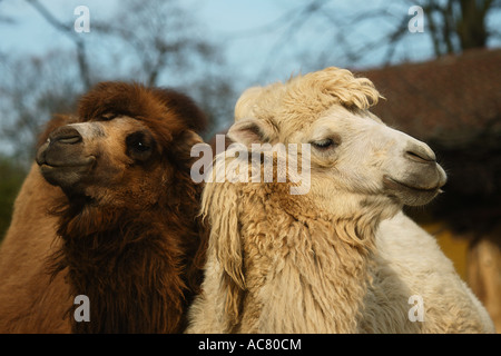 zwei Bactrian Kamele / Camelus Ferus Stockfoto