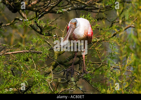 Rosige Löffler - Zweig / Platalea Ajaja Stockfoto