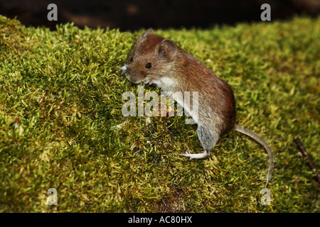 Bank Vole (Clethrionomys glareolus, Myodes Glareolus) auf Moosigen anmelden Stockfoto