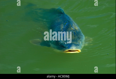 Spiegelkarpfen / Cyprinus Carpio Morpha Noblis Stockfoto