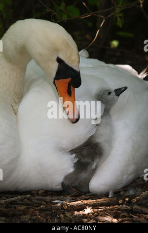 Höckerschwan mit Küken / Cygnus Olor Stockfoto