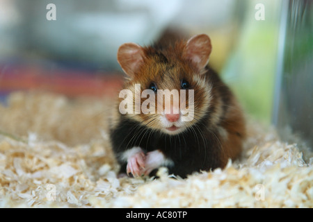 Europäischer Hamster im Käfig - Wiedereinführung / Cricetus Cricetus Stockfoto