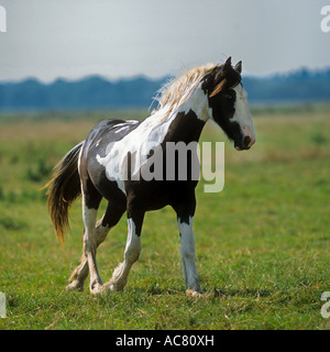 Irish Tinker Pony - Trabrennen auf Wiese Stockfoto