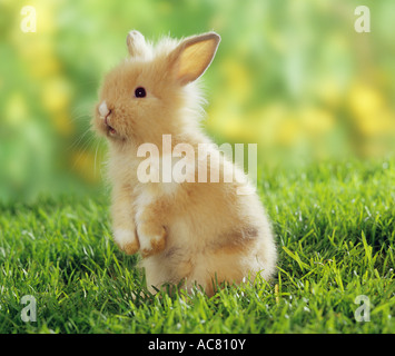 löwenköpfige Zwerg Kaninchen auf Wiese Stockfoto
