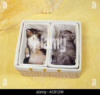 zwei Kätzchen - schlafen im Korb Stockfoto