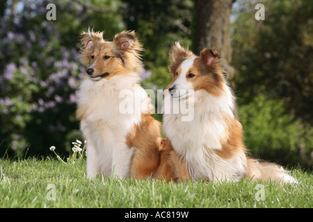 zwei Shelties - sitzen auf der Wiese Stockfoto