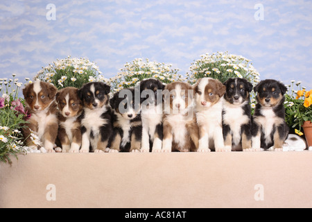 9 Australian Shepherd Welpen - sitzen vor Blumen Stockfoto