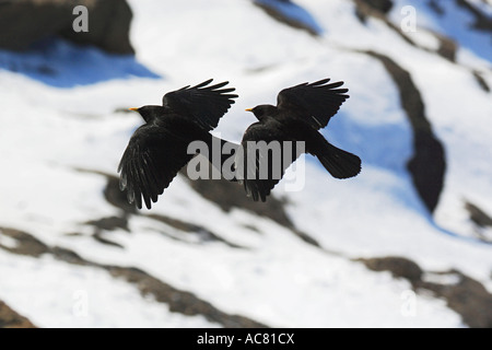 zwei Alpine Dohlen - fliegen / Pyrrhocorax Graculus Stockfoto