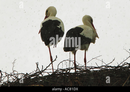 zwei Weißstörche im Nest - Schneefall / Ciconia Ciconia Stockfoto