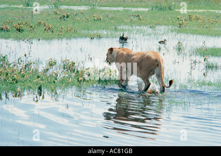 Löwin waten durch Pools nach schweren Regen Masai Mara National Reserve Kenia in Ostafrika Stockfoto