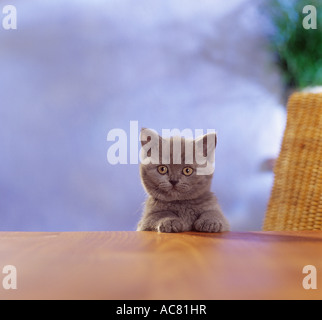 Kartäuser Kitten - Pfoten auf Tisch Stockfoto