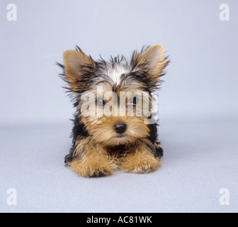 Yorkshire Terrier Welpen - liegend - Ausschneiden Stockfoto