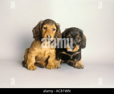 Drahtbehaarter Dachshund und langhaariger Dackel. Zwei Welpen sitzen nebeneinander. Studiobild vor weißem Hintergrund Stockfoto